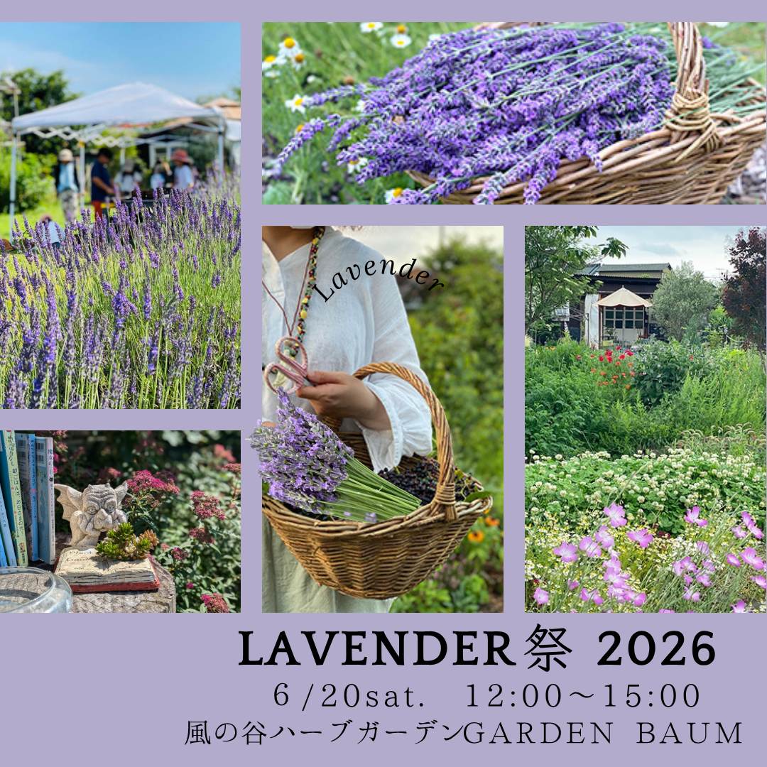 Lavender