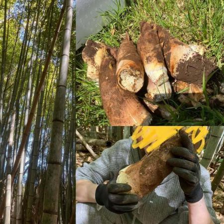 千葉にタケノコ掘りに