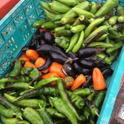 旬の野菜を使った料理はスタッフまで！