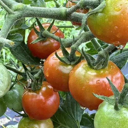 地産地消と食材のこだわり