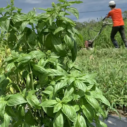 野菜は安兵衛畑から採れたて