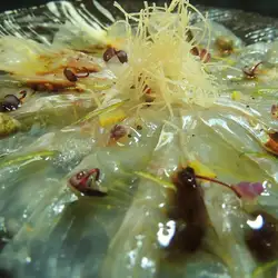 鮮魚のカルパッチョ