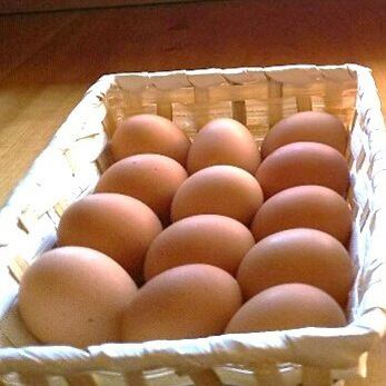 在家享用新鮮雞蛋！