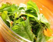 Green salad of organic vegetables