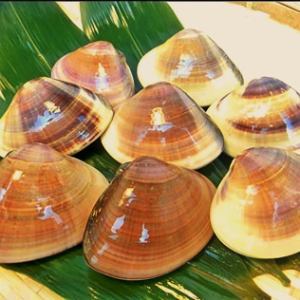 イカ焼/ハマグリ