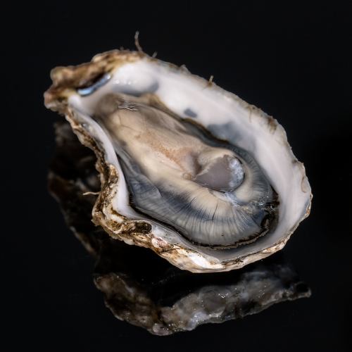 Fresh oysters from Akkeshi for 330 yen!