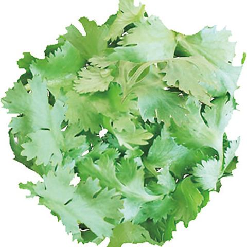 Coriander