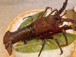 伊勢龍蝦（生魚片、煮、烤）