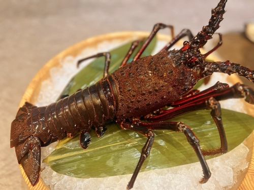 Lobster (sashimi, boiled, grilled)