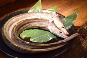季節限定の鱧料理をご用意！※季節物となりますので限りがございます。
