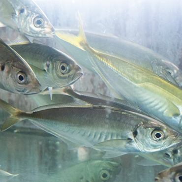 新鮮な刺身や魚料理