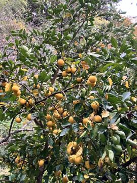 自家製飲めるぽん酢