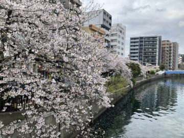 桜祭り　in  伊勢佐木町7丁目