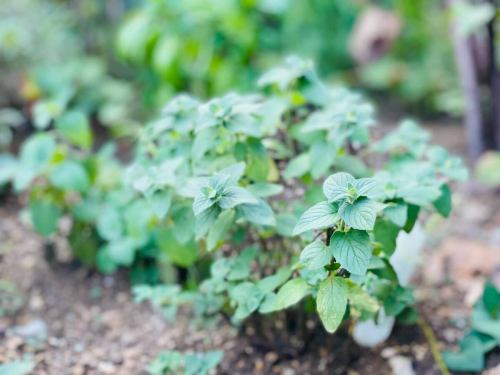 「激ムズ植物園」

はい、こんにちは😊

何故だか植物の育ちにくいmariage🤔

お店の庭というか花壇というかに
色々な植物を植えては、あまり上手くいかず。

トマトもダメ、レモンもダメ。
オリーブは身を付けず、、

それから色々と
調べていった先の結論が…

立地がわりい！！🤣
単純ですが大事らしい。

(いやその他にも原因あるやろ)

土や水やりなども勿論大切なんですが…

太陽が東から西に動く過程で
朝日から夕方まで日光が
ちゃんと当たらないんですね😿

その場所は一見すると、
ずっと明るそう…ではありますが

植物達にとっては大きなこと。
(植物による話ではありますが)

そんな中、スクスクと育っているのは
ミントとバジル🌿

夏も少し過ごしやすくなってきましたね☺️
引き続き家庭菜園を楽しんでやろうかと
思います。(おうちダイニング)

ではまたお店で👋

2025/08/25
のマーリンレートは２枚目✌️

■営業時間　月曜〜土曜
17:00-24:00
(22時時点でお客様がいない場合は閉店する場合があります)

■営業時間　日曜・祝日
17:00-22:00

■ラストオーダー
フード閉店1時間前
ドリンク閉店30分前

■定休日(臨時変動有り)
毎週 火曜日
※火曜祝日は水曜定休
※火曜祝前は木曜定休
※春季・夏季・年末年始・冬季休暇有り

🚳駐輪場のご用意はありません🚳
⚠️ミニストップ様など⚠️
⚠️近隣に自転車を停めないでください⚠️
🅿️コインパーキングにお停めの際は
駐車証明を発行してご来店下さい。
(200円のダイレクト値引き)

⬛︎お店の予約
↑↑↑Instagramページトップリンク↑↑↑

🤖お店のお電話はAIオペレーターにて対応可能ですので、営業中に繋がらない心配が減りました🤖

————————————
#ディナーはエンターテインメント
#こんなところにこんな店
#旅行の目的になる店
#遠くても行きたい店
#みんなが楽しい
#究極のオムライス
#マーリンコイン
#マーリンレート
#東京都
#練馬区
#大泉学園
#大泉学園グルメ
#大泉学園ディナー
#ダイニングバー
#バーカウンター
#テラス席
#創作料理
#創作おうちダイニング
#まりあーじゅ
#mariage
#おしゃれなバー
#イタリアン
