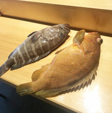 幻の高級魚!!