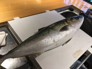 獲れたての天然ブリ6