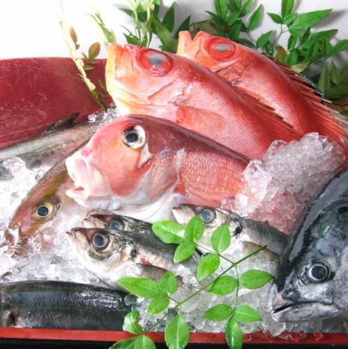 산리쿠 미야기 & 고토 열도와 츠키지 직송 생선