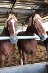 熊本直送馬肉