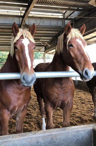熊本直送馬肉