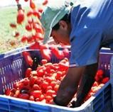 Commitment to tomatoes