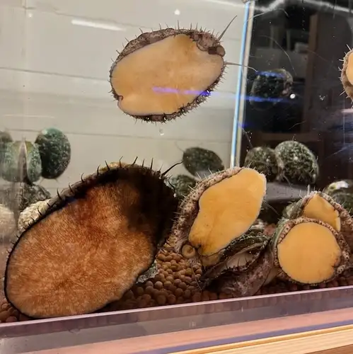 활 전복 모습 회