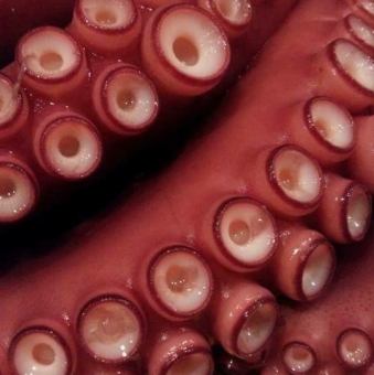 【季節の造り】明石たこぶつ