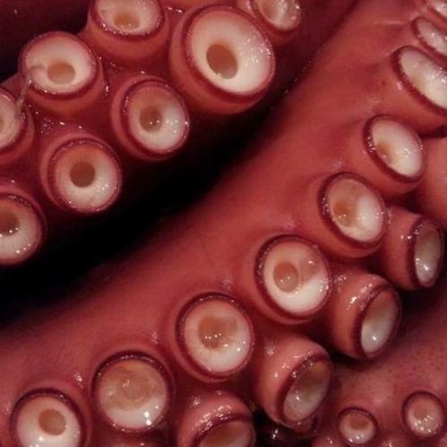 【季節の造り】明石たこぶつ