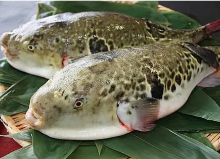 【하돈 쓰쿠시 코스】(요리만) 가돈을 사치스럽게 만끽할 수 있는 코스 11000엔