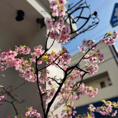 新樽開栓!
春っぽい良き陽気ですね。
店頭の河津桜もほぼ満開になりました。美しい姿を見に来てくださいまし。
●トルバドゥール・オーラ
Troubadour Aura / keg
style / Strong Blond
alc 8.5%
「ムスケティール醸造所」のフレンドエール。
デュラム小麦と野生大麦の自然交配種である穀物、トリトルデュームを主原料に使用したトルバドゥールシリーズの限定品。
濁ったオレンジの合いに、とても柔らかくて円やかな口当たりと、滑らかなのど越しが特徴で、ナッツやアプリコット、
白胡椒のニュアンスがあります。旨い。
●コルセンドンク・ルース
Corsendonk Rousse / keg
style / Amber
alc 8%
「コルセンドンク醸造所」が醸造するアンバーエール。
気品ある色のビール。
洋梨を連想させるフルーティーな香りと、柔らかな口当たり。
すっきりとした甘さは後に残らず、深みのある味わいと芳醇な香りを生み出す。
TapリストやNew Bottleはこちら↓
https://untp.beer/e58ddb0a61
今月3月は周年月です。
久しぶり(数年ぶり)に「周年祭」をやる予定です。
なんと14周年。当店もなんやかんやで15年目に突入です。
イベント詳細は後日。
#belgianbeer #troubadouraura #corsendonkrousse #河津桜 #九品仏