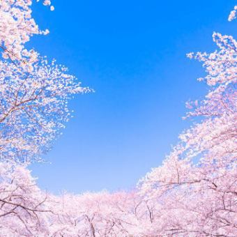 벚꽃 코스 <요리 9품>