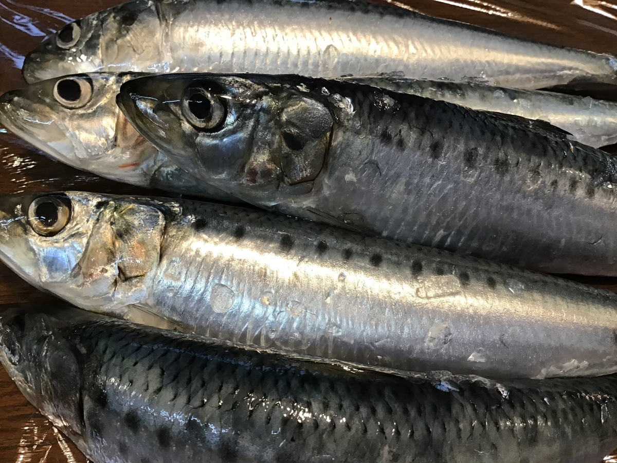 今日のおすすめは北海道産のイワシです 旬彩 海石