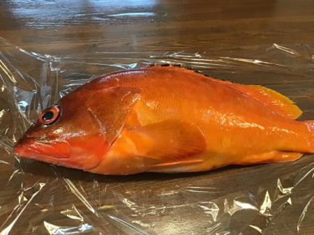 今日のおすすめは三重県産の赤ハタです‼️