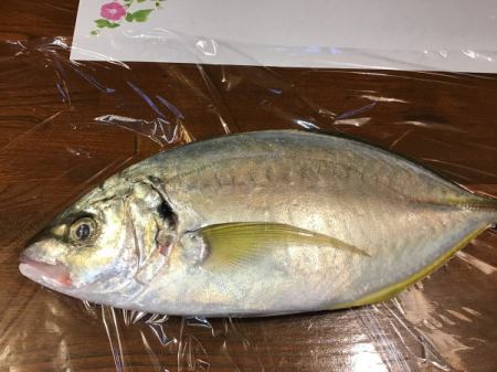 今日のおすすめは宮崎県産のシマアジです‼️