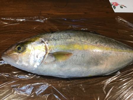 今日のおすすめは千葉県産のカンパチです‼️