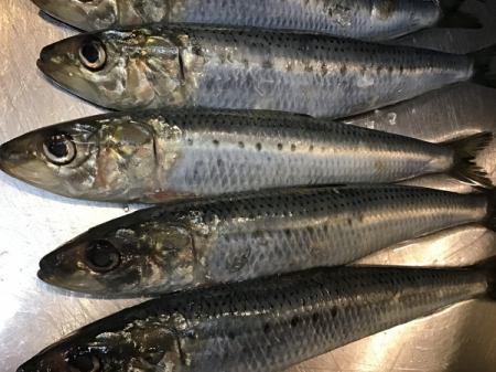 今日のおすすめは千葉県産のイワシです‼️