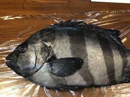 今日のおすすめは佐島のイシダイです‼️