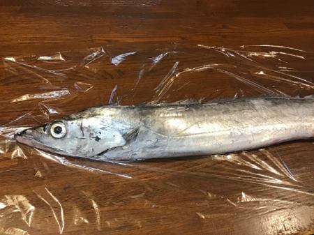 今日のおすすめは千葉県産のタチウオです‼️