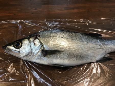 今日のおすすめは鹿児島県産の平スズキです‼️