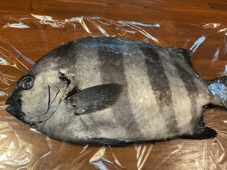 今日のおすすめは小田原産のイシダイです‼️