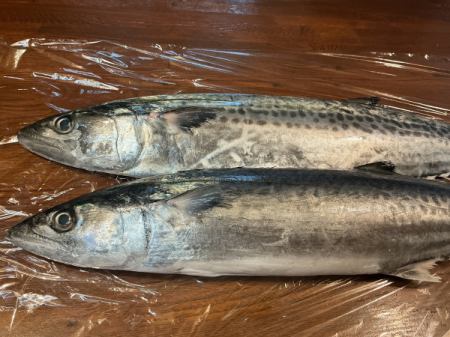 今日のおすすめは石川県産のサワラの炙りです‼️