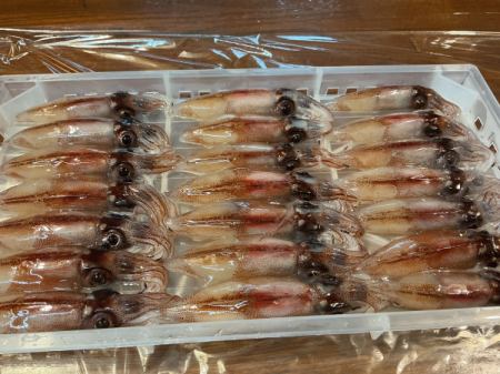今日のおすすめは富山県産のホタルイカです‼️