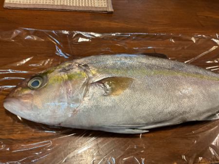今日のおすすめは長崎県産のカンパチです‼️