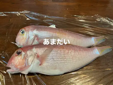 今日のおすすめは新潟県産のアマダイです‼️