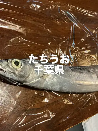 今日のおすすめは千葉県産のタチウオです‼️