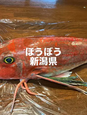 今日のおすすめは新潟県産のホウボウです‼️