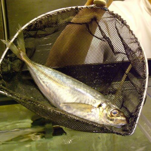 いけすの鮮魚をそのまま！