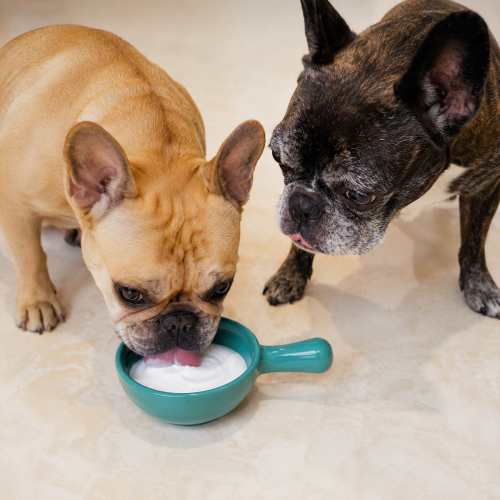 愛犬と楽しいお食事を