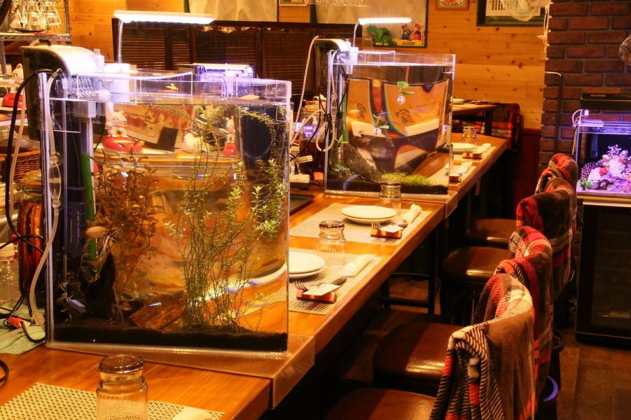 A fun partition to watch tropical fish swim ♪ Enjoy the time waiting for food ♪