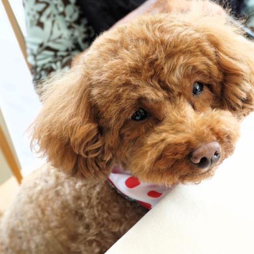 ワンちゃんと一緒に