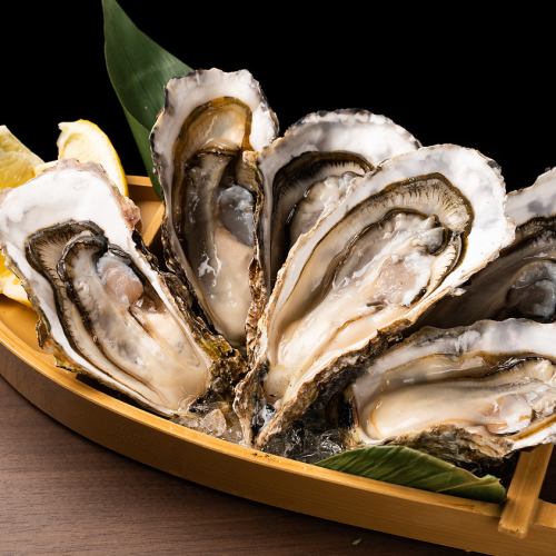 The only domestic oyster that is delicious eaten raw all year round: the "phantom oyster" << Raw oysters (medium size) from Akkeshi, Hokkaido >>